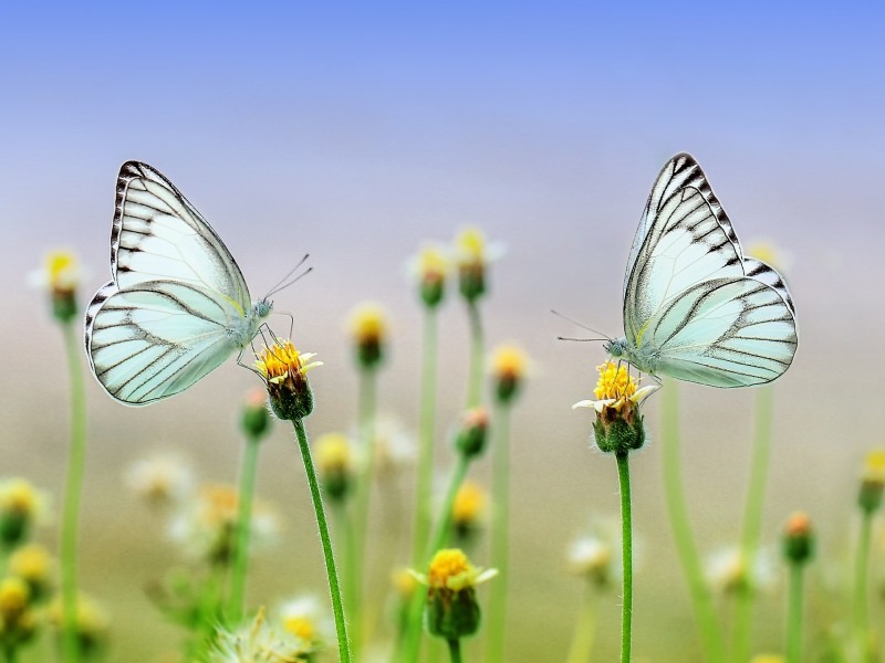 Marit Kuijper - Relatietherapie Relatietherapie